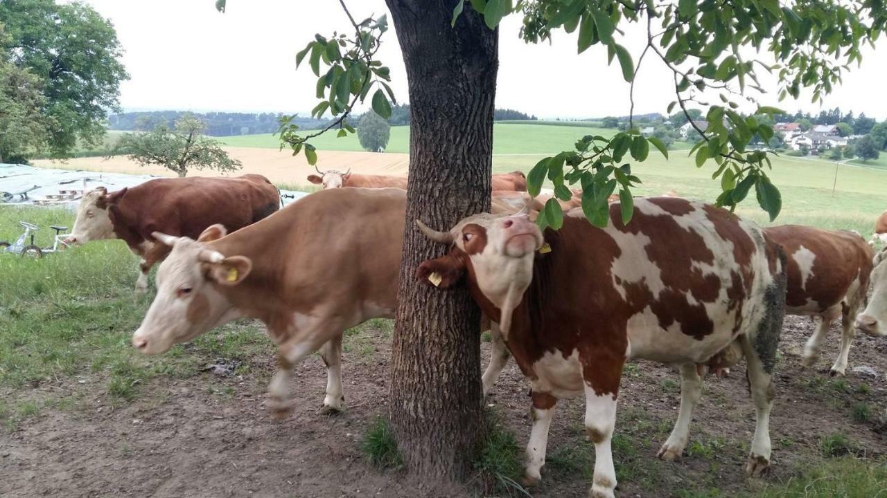 Bio Erlebnis Bauernhof Voit *